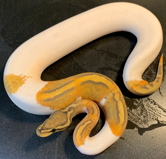 2021 Ghost Metal Flake Pied 72 % White Female Ball Python by Ballroom ...