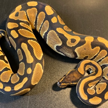 2022 Tripple Het Clown Ghost Pied Female Ball Python