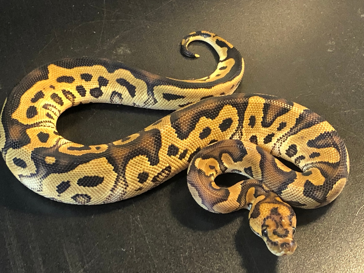 2021 Clown Het Piebald Female Ball Python by Ballroom Pythons South