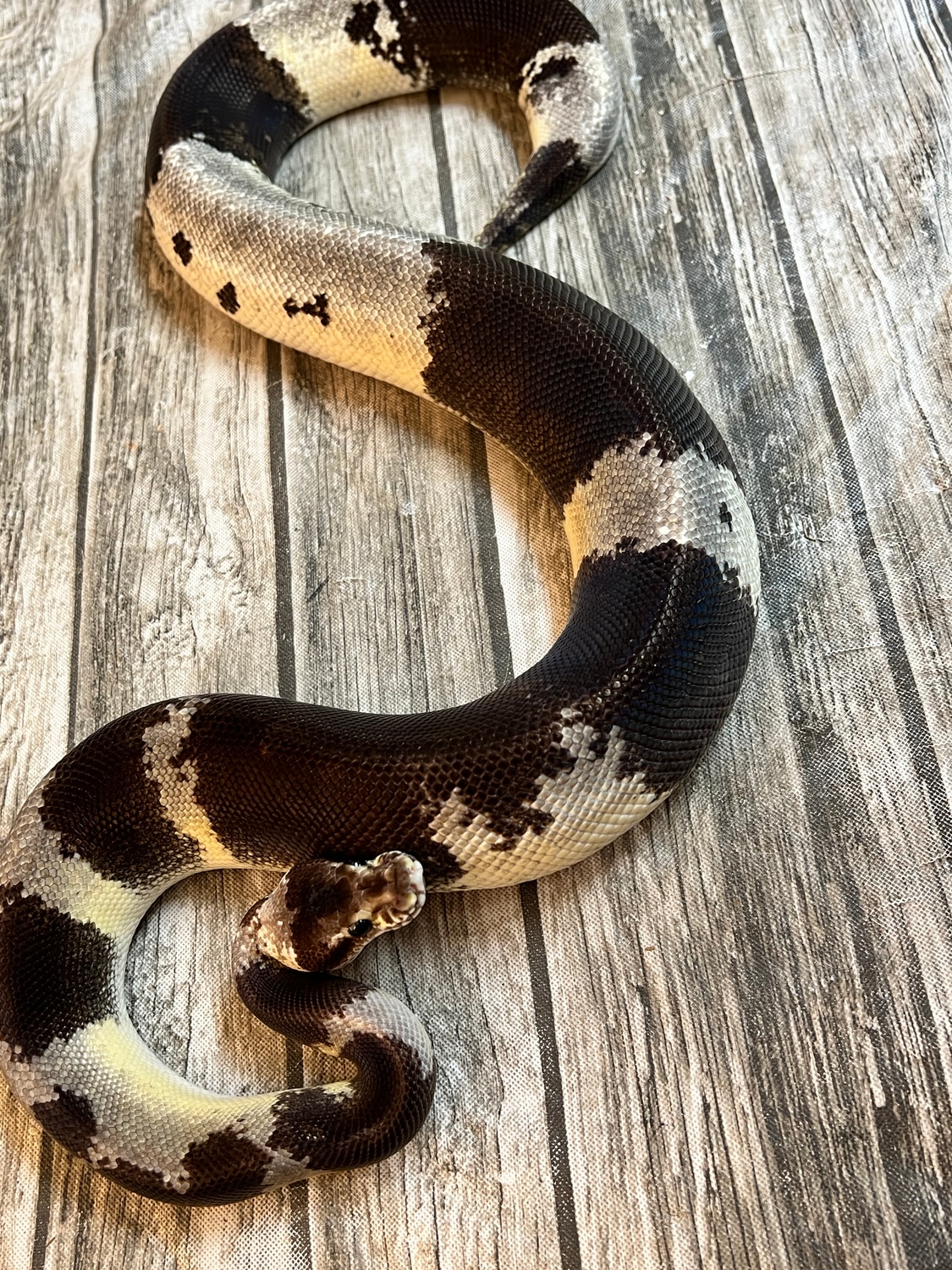 Pastel Calico Window Chimera Paradox Oreo Ball Python by Ballroom ...
