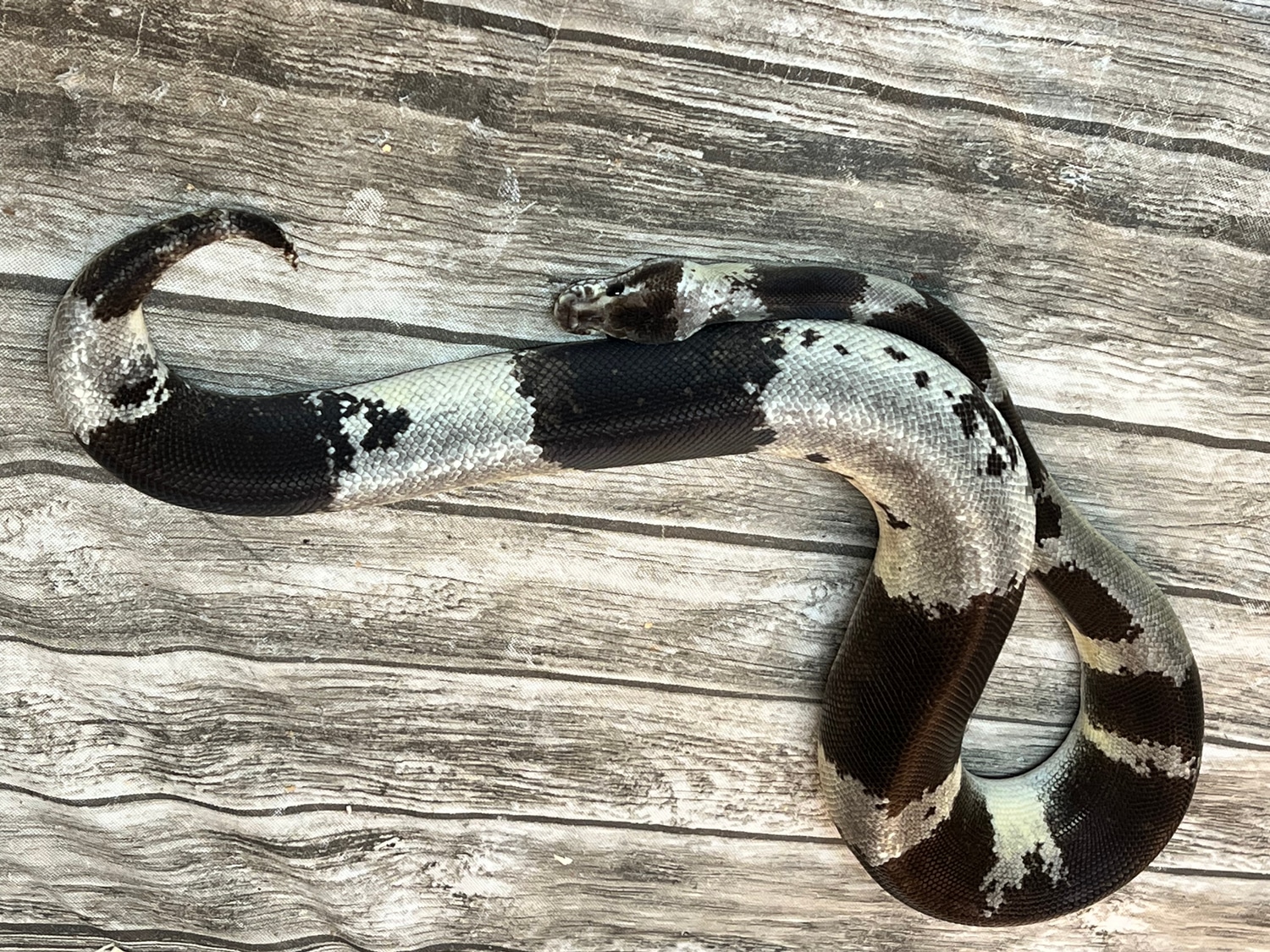 Pastel Calico Window Chimera Paradox Oreo Ball Python by Ballroom ...