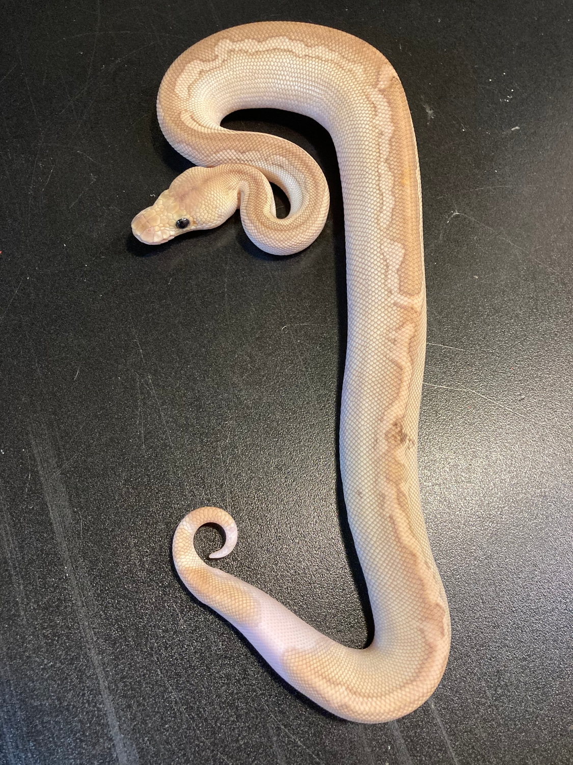 2022 Cinnamon Butter Ringer Pastel Clown Het Piebald Male Ball Python ...