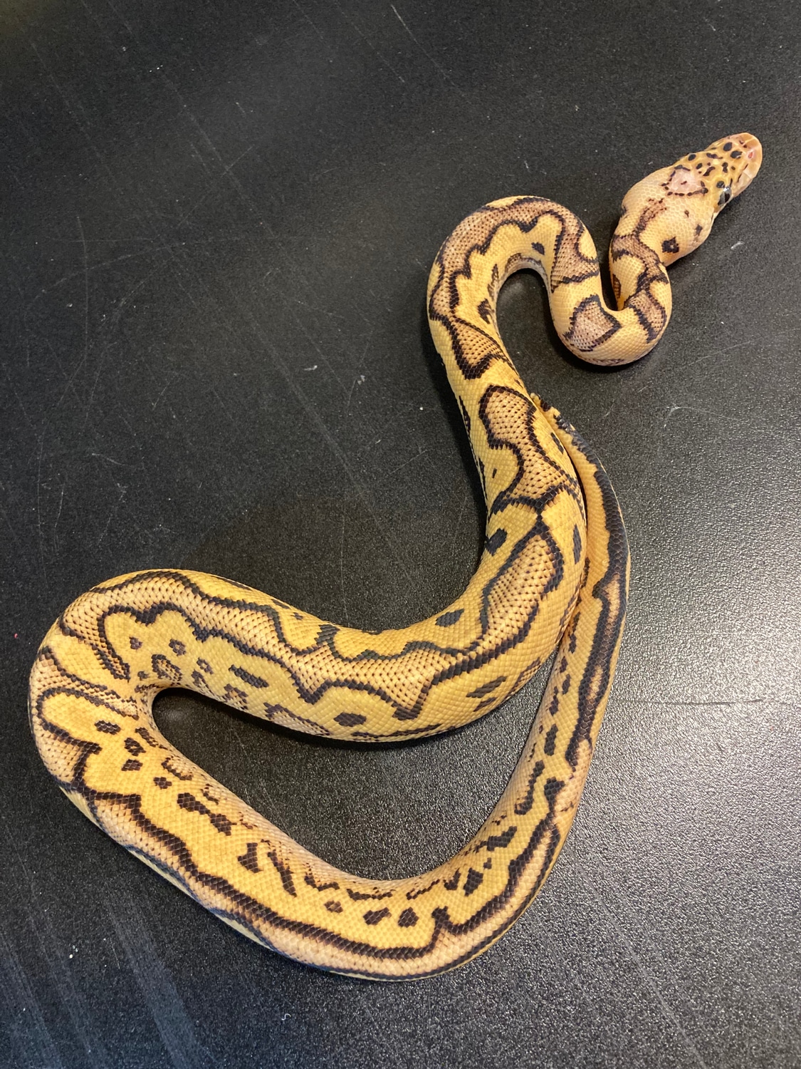 2022 Super Pastel Yellowbelly Clown Ringer Male Ball Python by Ballroom ...
