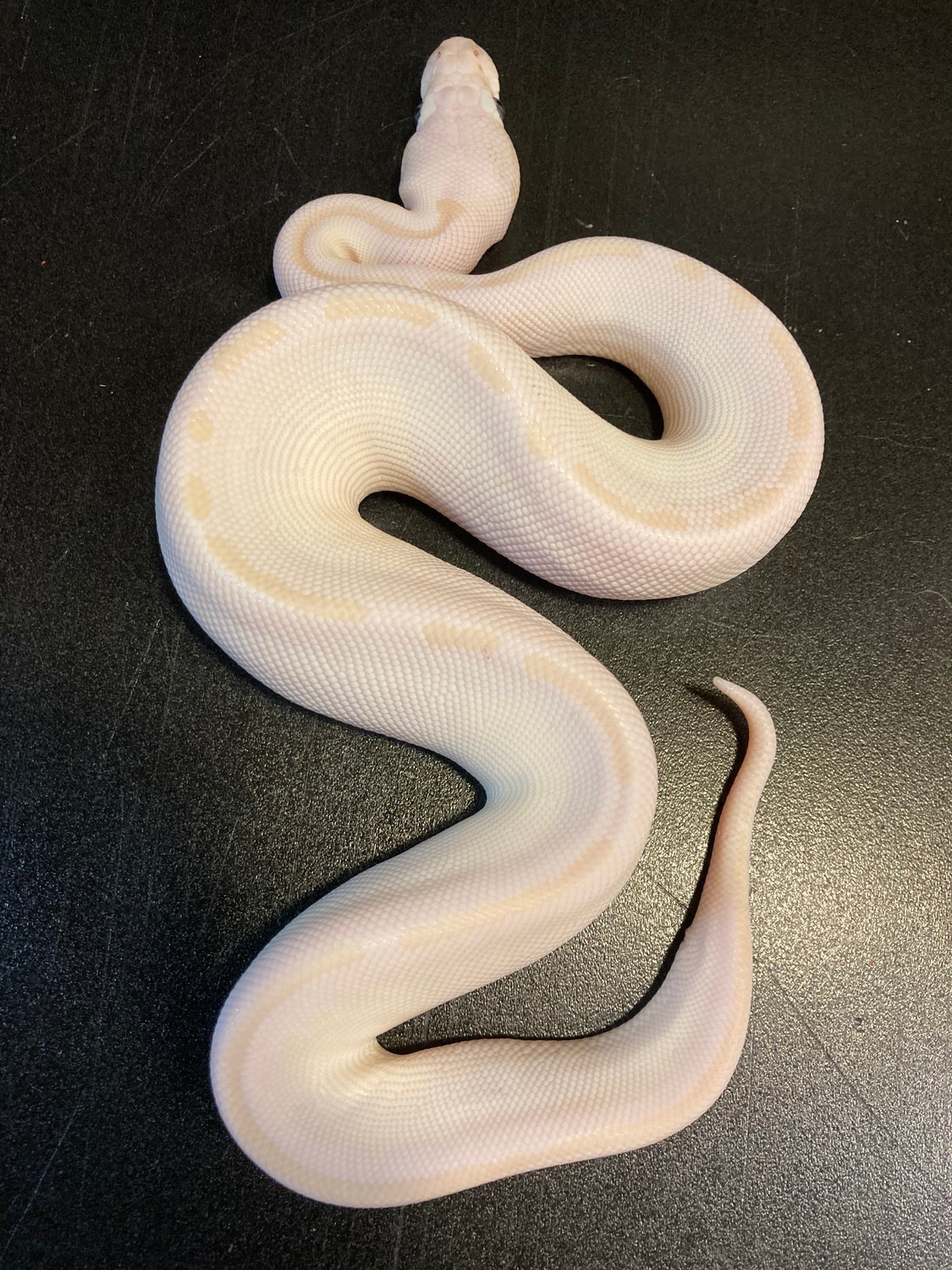 2022 BEL Mojave Butter Poss Pastel Het Clown Female Ball Python by ...