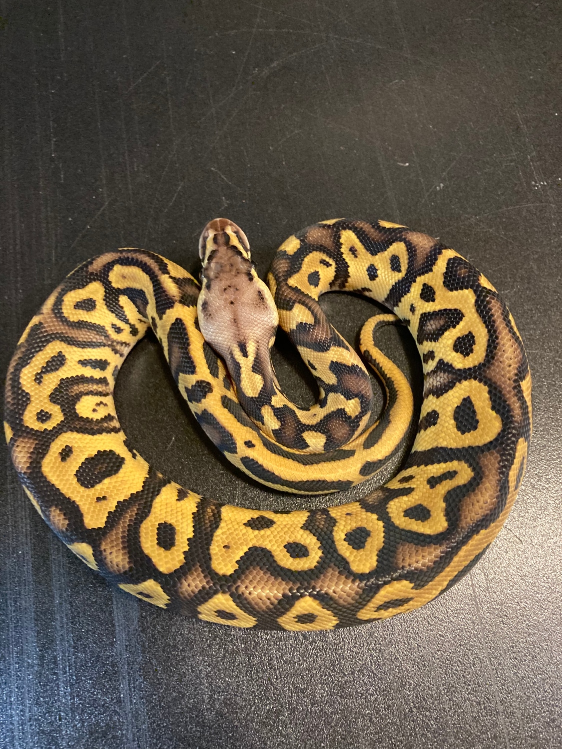 2022 Pasel Leopard Spotnose Het Clown Male Ball Python by Ballroom
