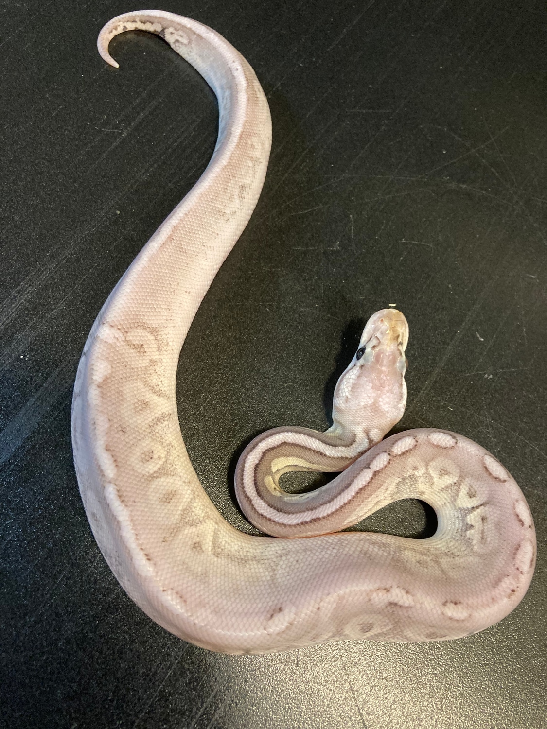 2022 Sterling Het Clown Female Ball Python by Ballroom Pythons South ...