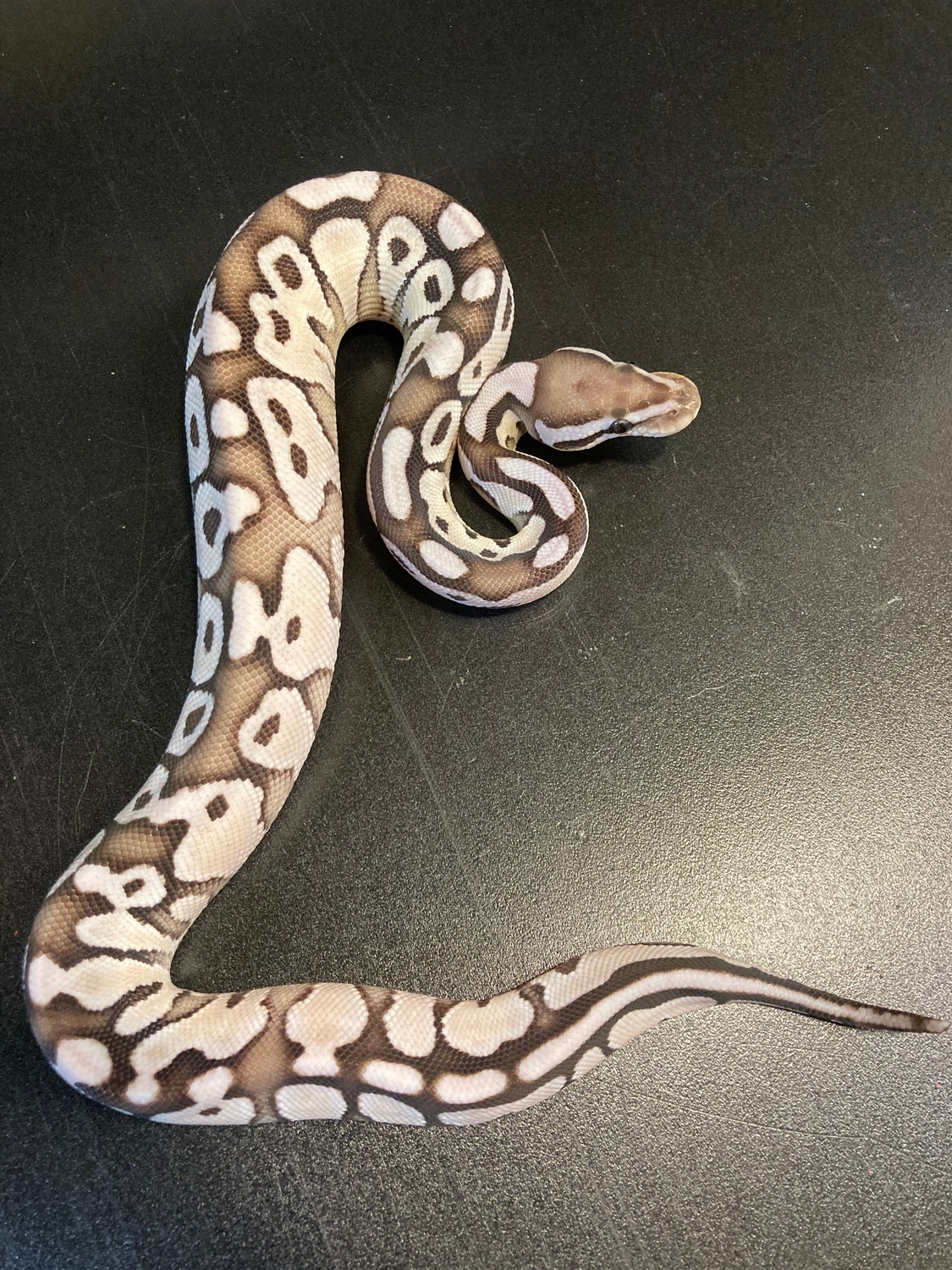 2022 Butter Pastel TSK Axanthic Het Clown Female Ball Python by ...