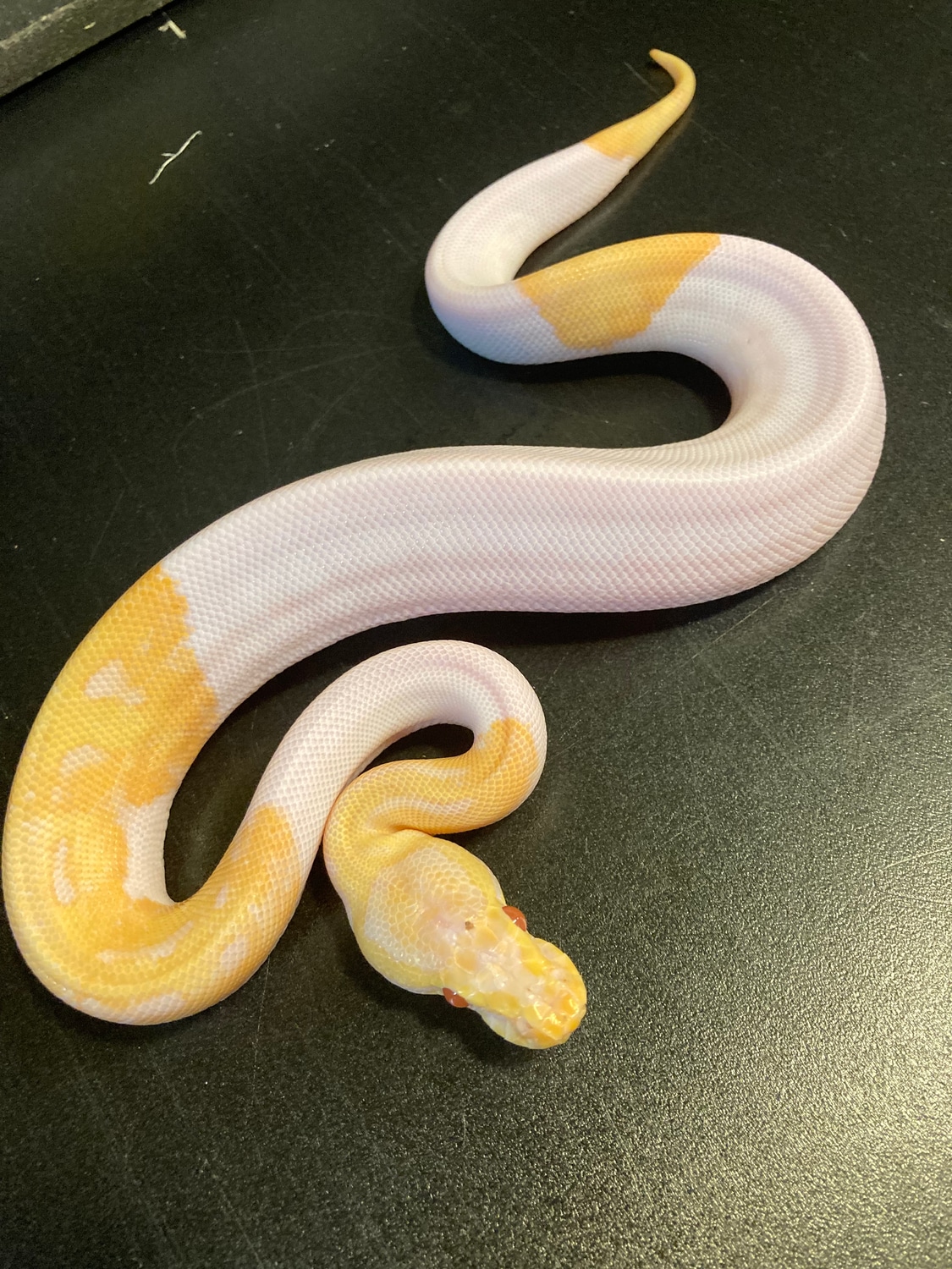 2022 Candino Piebald 81% White Male Ball Python by Ballroom Pythons ...