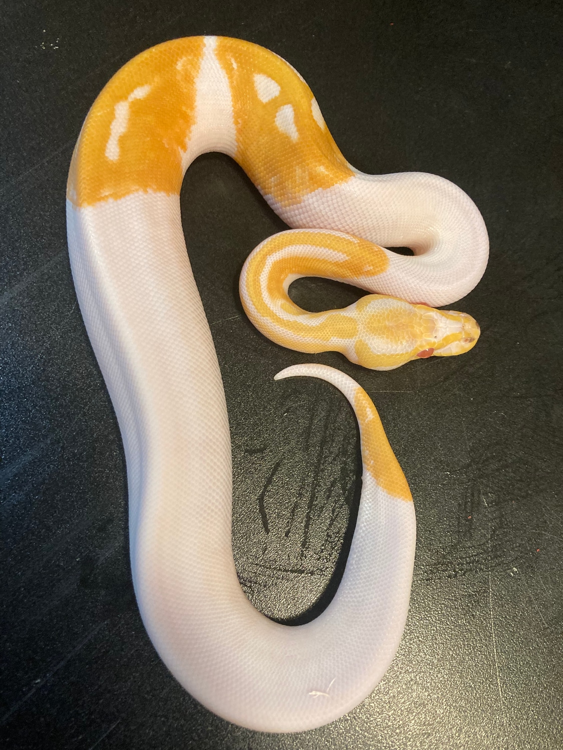 2022 Super High Contrast Albino Piebald 75% White Female Ball Python by ...