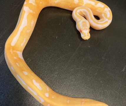 2022 Cinnamon Piebald 90% White Male Ball Python by Ballroom Pythons ...