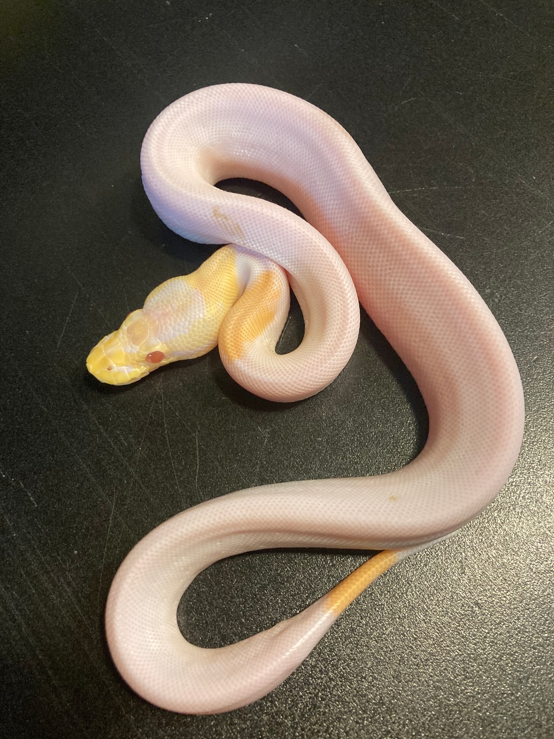 2022 Cinnamon Candino Piebald 84% White Male Ball Python by Ballroom ...