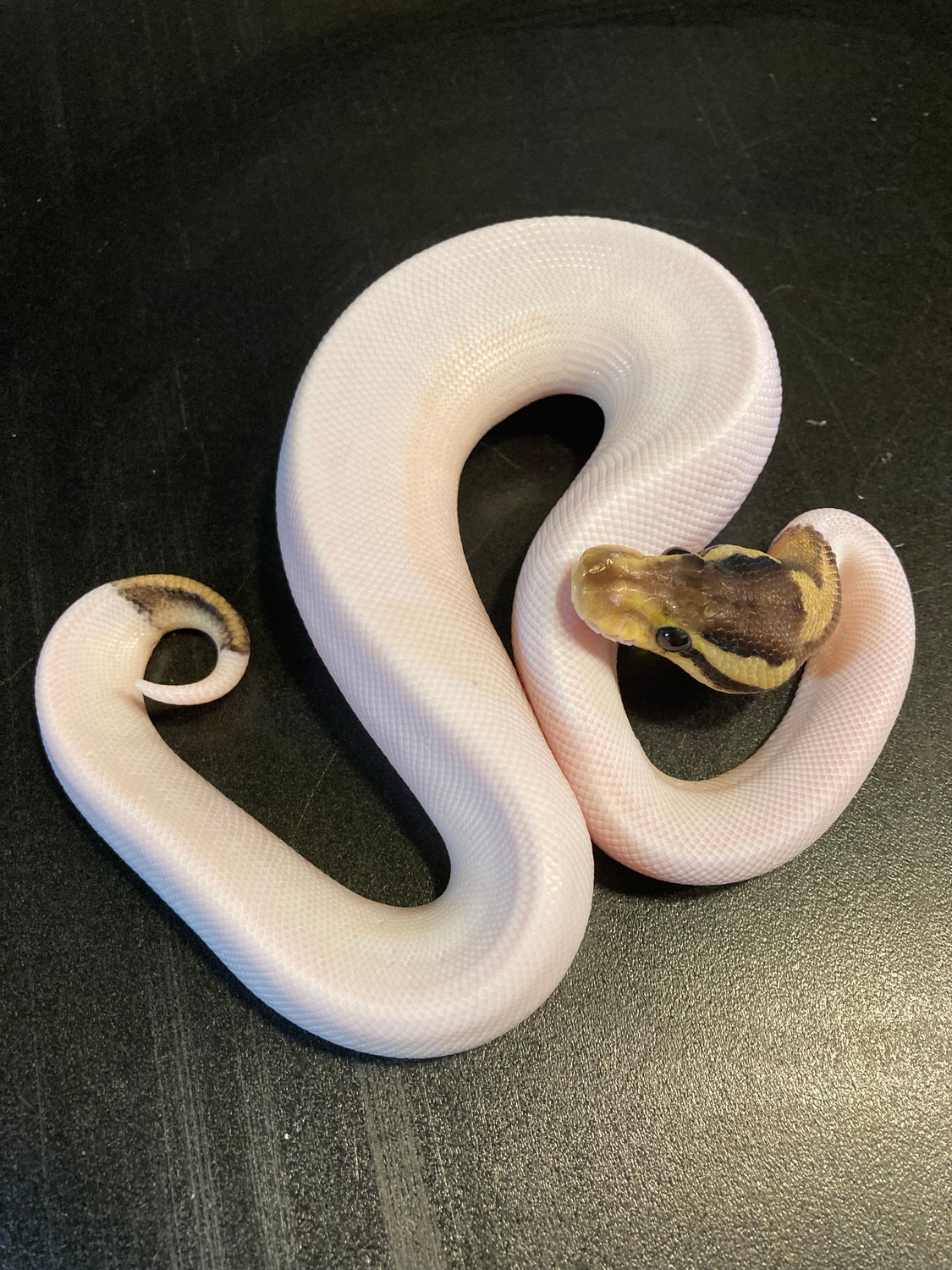 2022 Black Pewter Yellowbelly Piebald 89 White Male Ball Python by Ballroom Pythons South