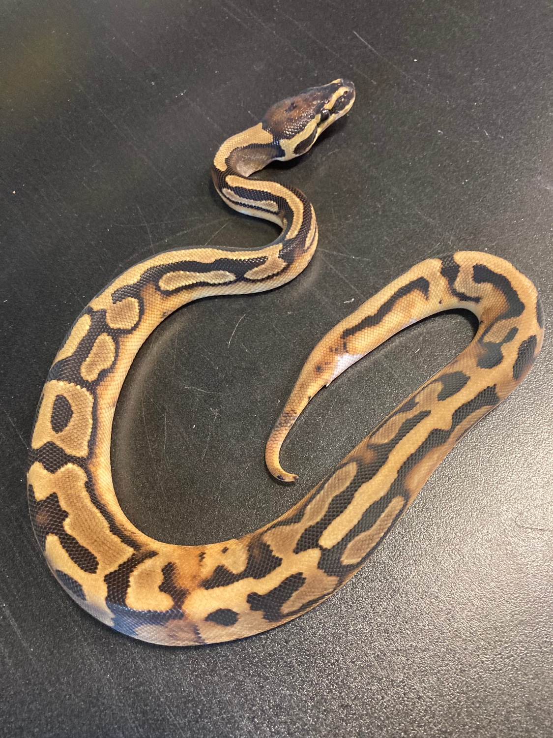 2022 Piebald 1% White Male Ball Python by Ballroom Pythons South ...