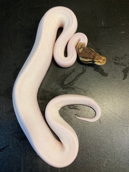 2022 Black Pewter Piebald Het Clown 90% White Male Ball Python by ...