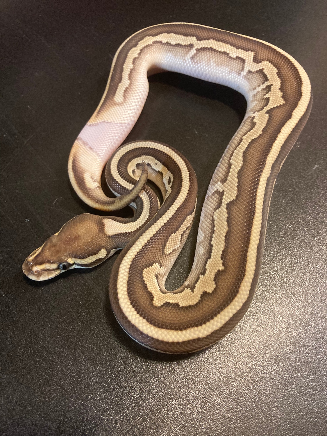 2022 Leopard Lesser Striped Ringer Het Vpi Axanthic 50% Het Piebald ...