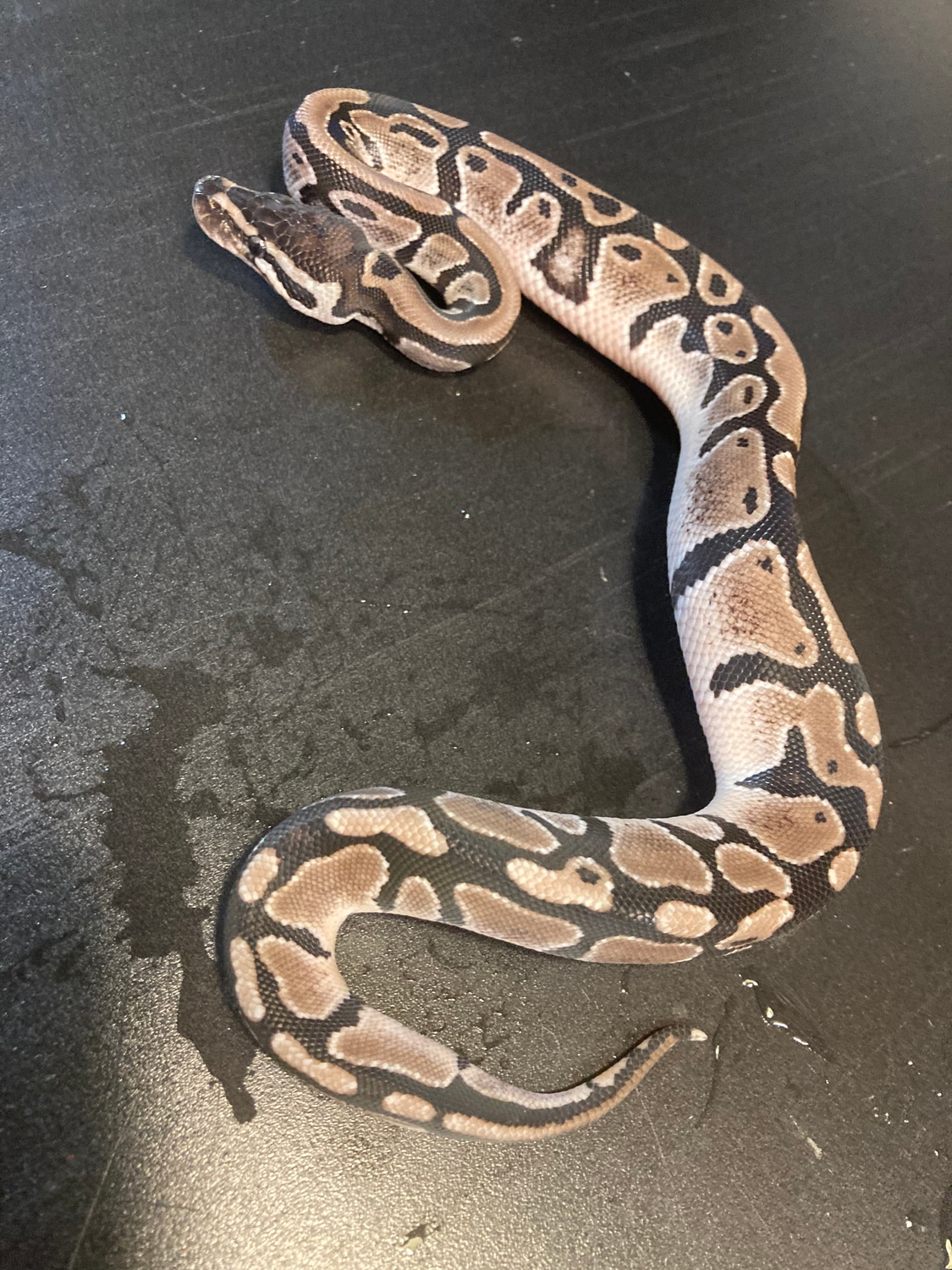 2022 TSk Axantic Het Piebald Female Ball Python by Ballroom Pythons ...