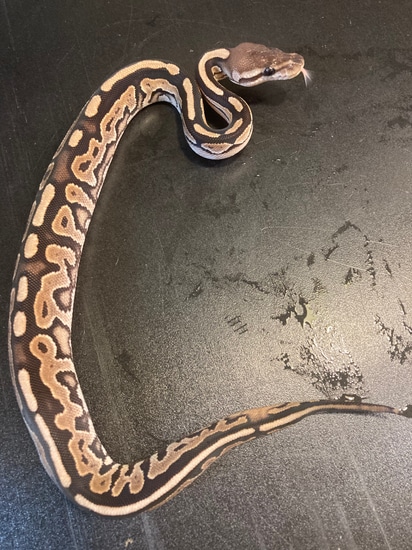 Double Bell Python Stock 2022 Cinnamon Enchi Double Het Piebald Desert Ghost Female Ball Python ...