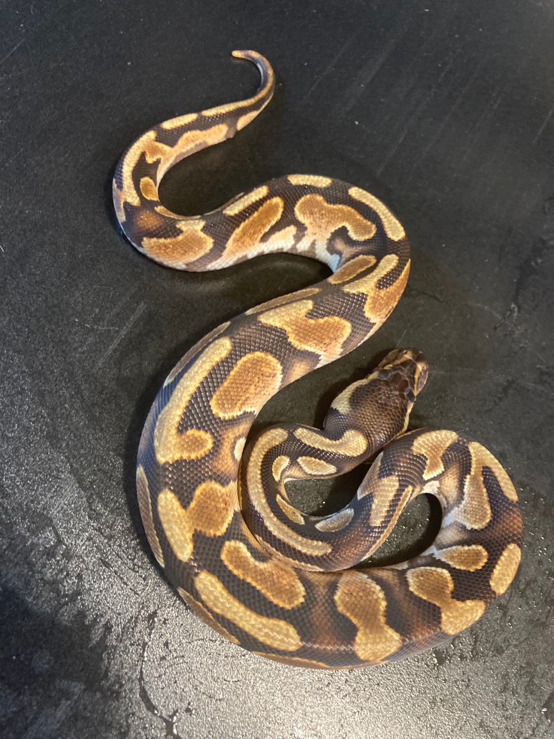 2022 Cinnamon Enchi Double Het Desert Ghost Het Piebald Male Ball ...
