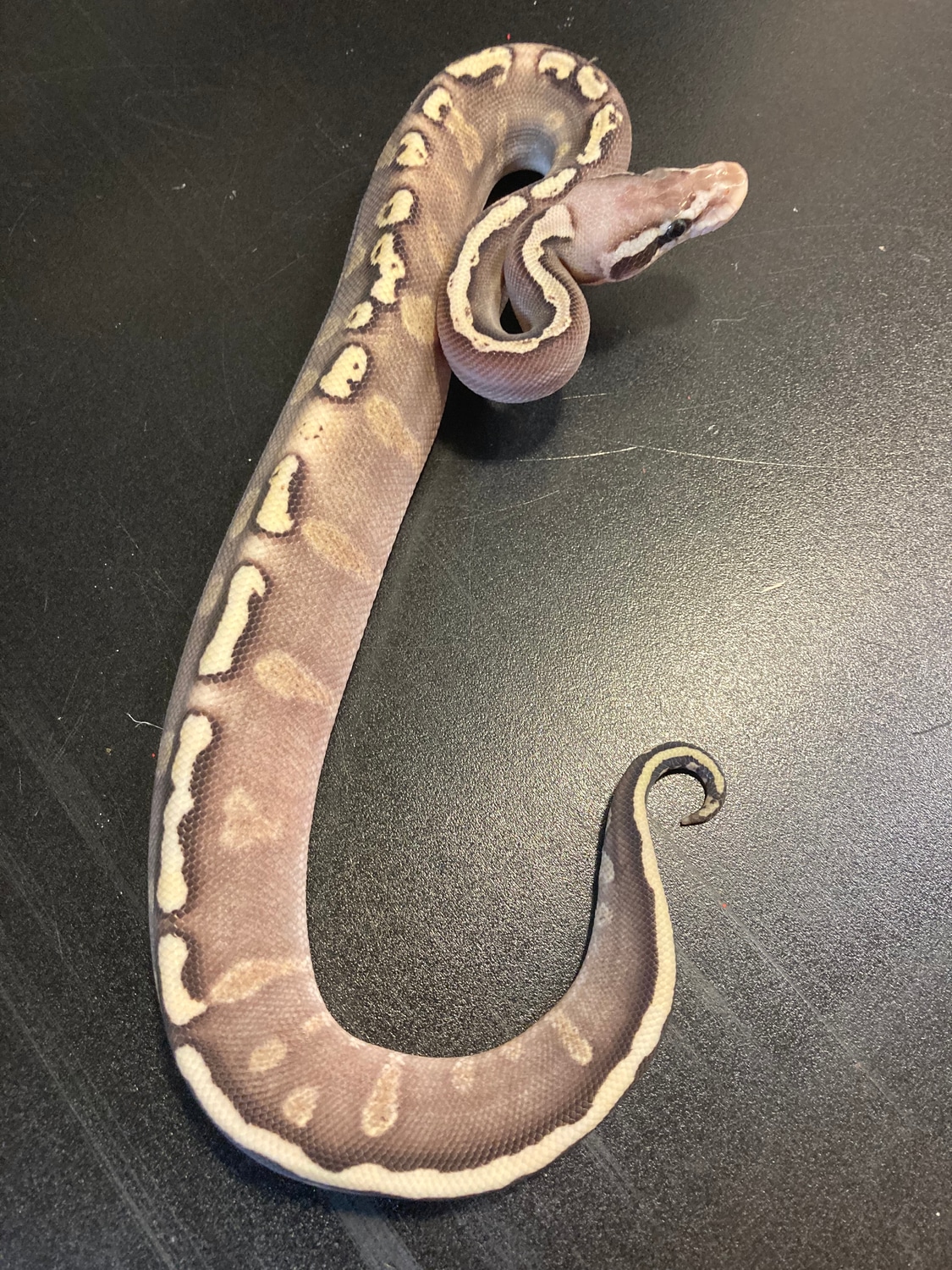 2022 Pastel GhI Mojave Spark Or Yellowbelly Female Ball Python by ...