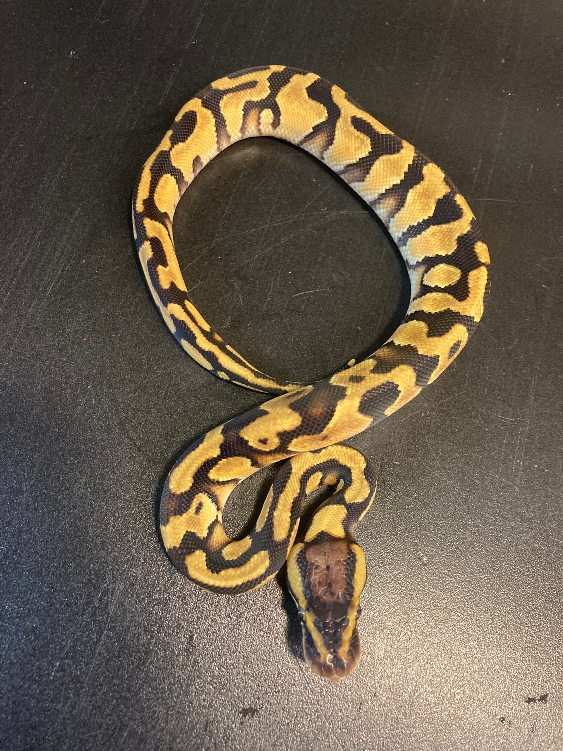 2022 Enchi Pastel Male Ball Python by Ballroom Pythons South MorphMarket