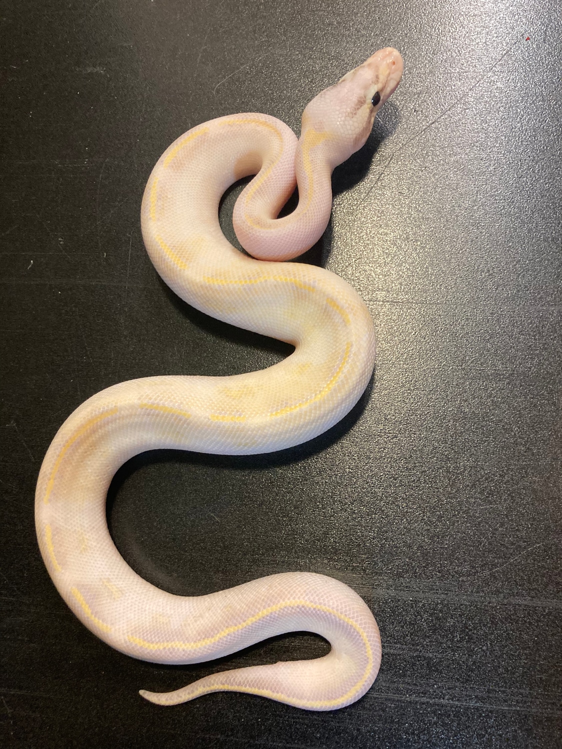 2022 Ivory Pastel Pos Ghi Male Ball Python by Ballroom Pythons South ...