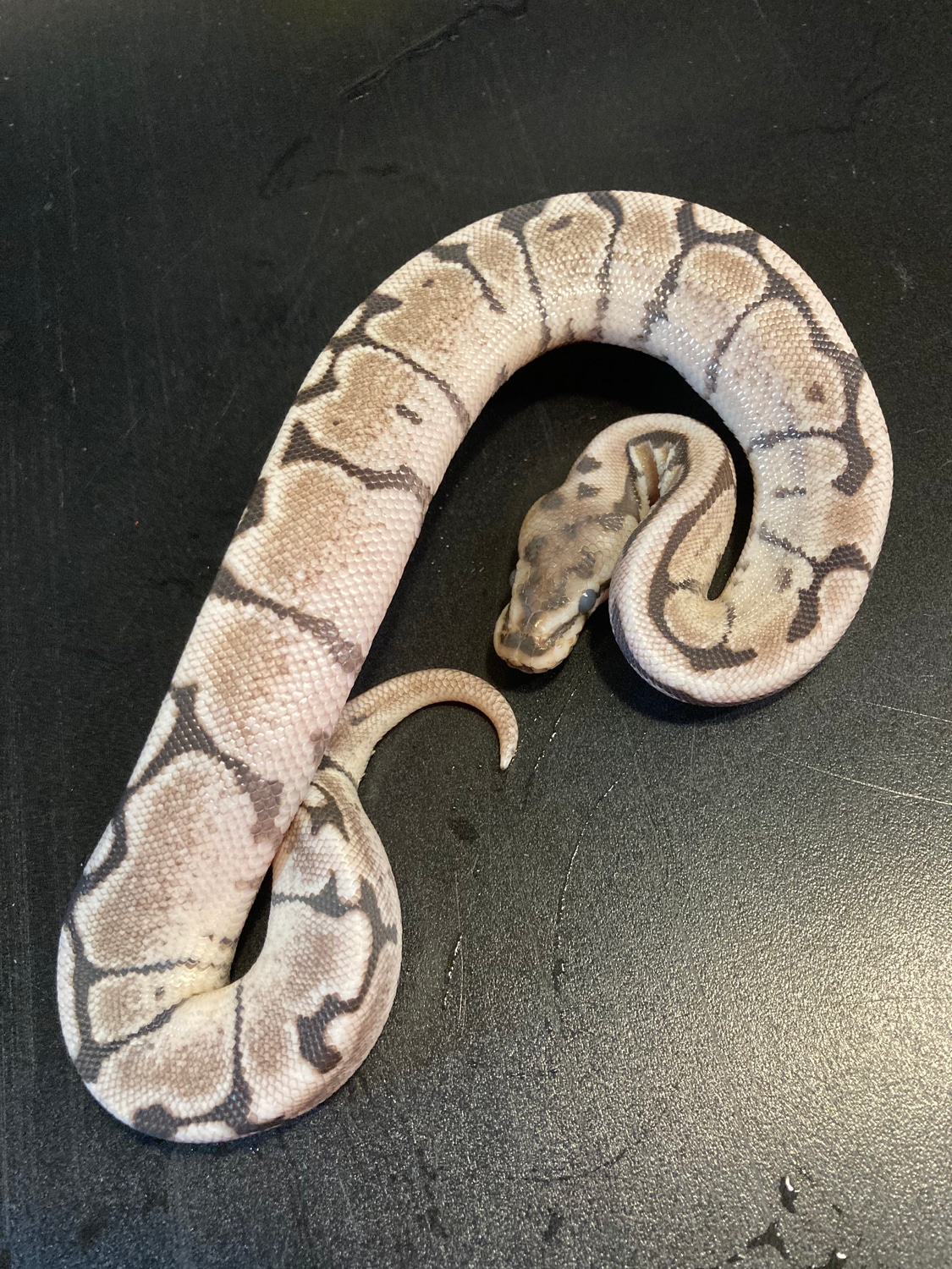 2022 TSK Axanthic Fire Spider Male Ball Python by Ballroom Pythons ...