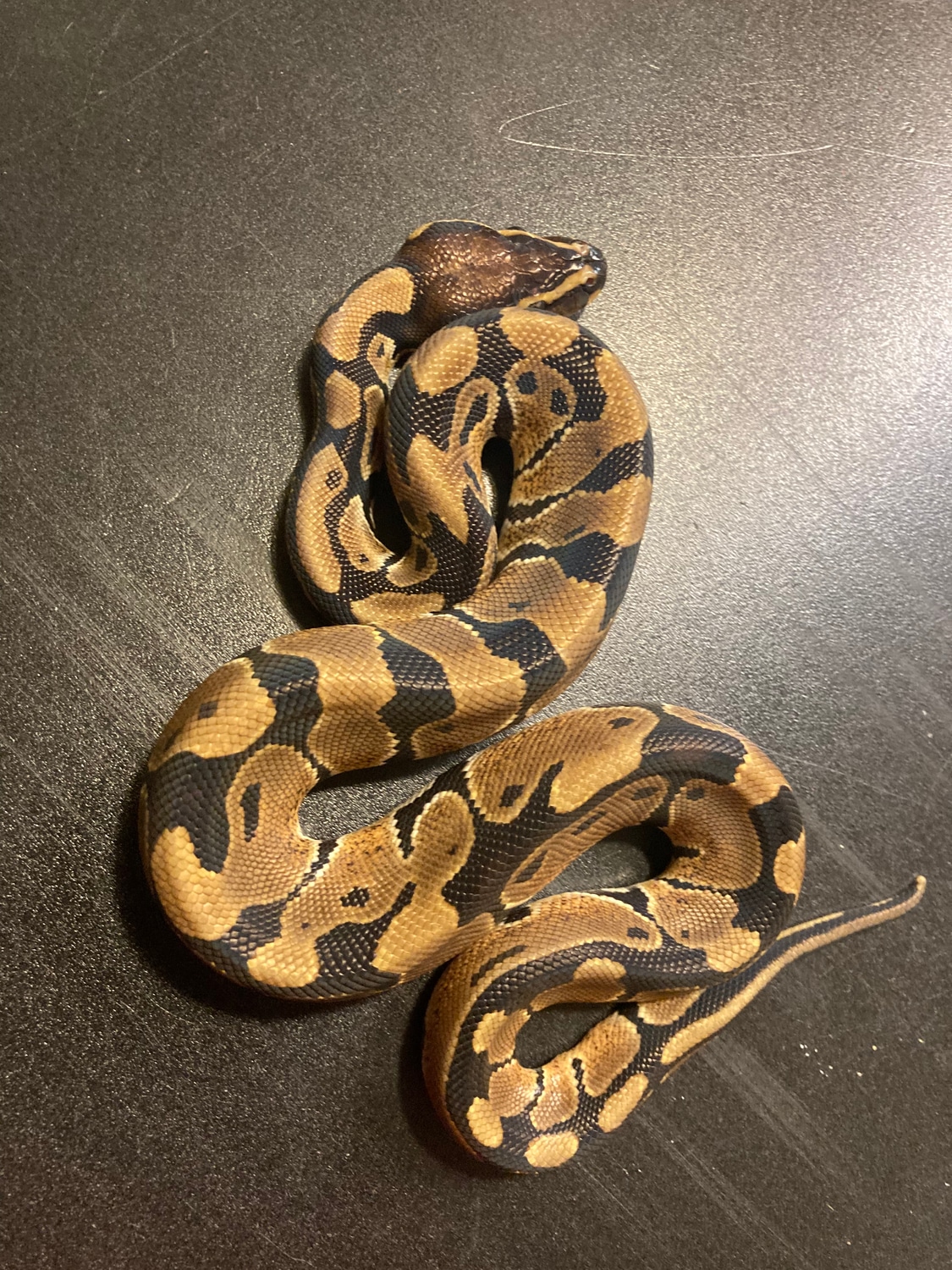 2022 Het Tri Stripe Male Ball Python by Ballroom Pythons South ...
