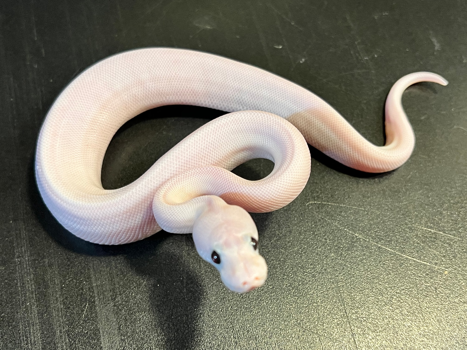 2022 Pastel Champagne Male Ball Python by Ballroom Pythons South ...