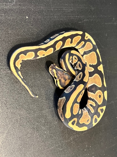 2022 Specter Het Piebald Female Ball Python by Ballroom Pythons South