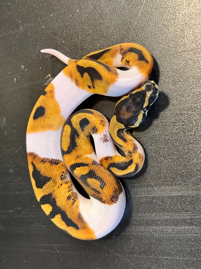 python regius 'ball python' normal 2022 ball python... 2022 Piebald 27% White Male Ball Python by Ballroom Pythons South
