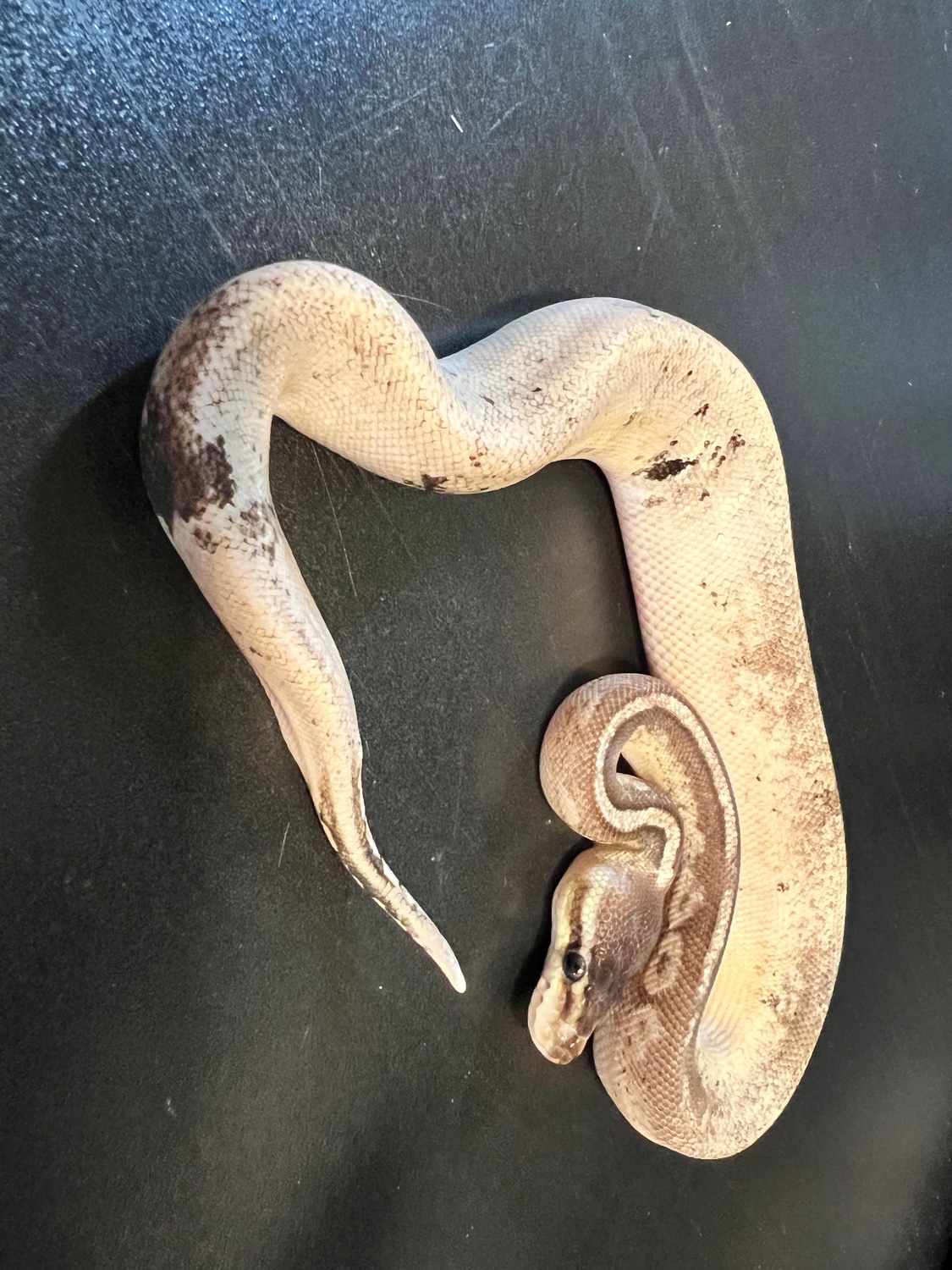 2022 Black Oreo Blizzard Male Ball Python by Ballroom Pythons South ...