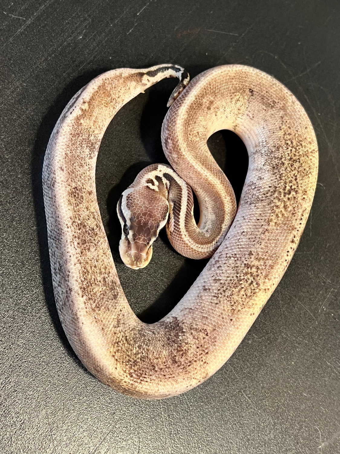 2022 Black Oreo Blizzard Female Ball Python by Ballroom Pythons South ...