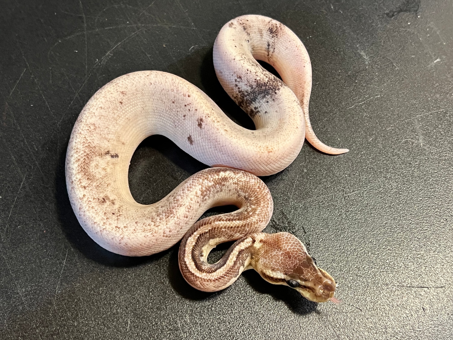 2022 Black Oreo Blizzard Male Ball Python by Ballroom Pythons South ...
