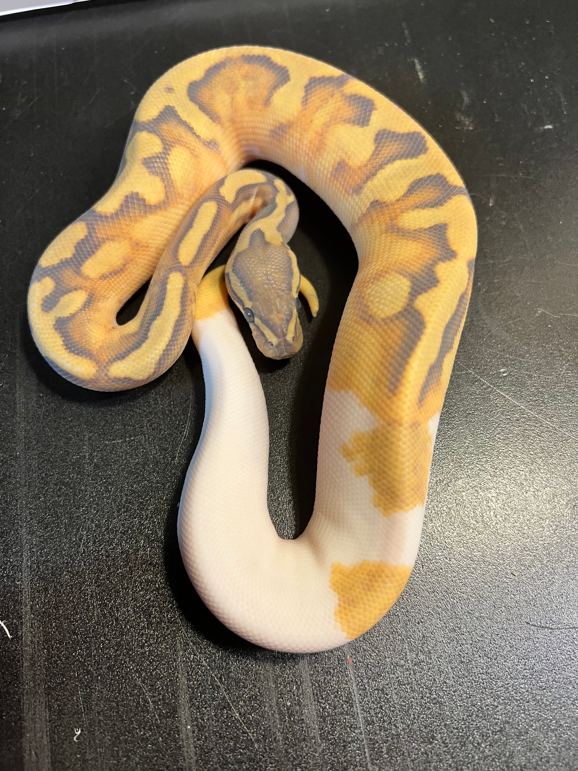 2022 Ghost Metal Flake Enchi Piebald 24% White Female Ball Python by ...