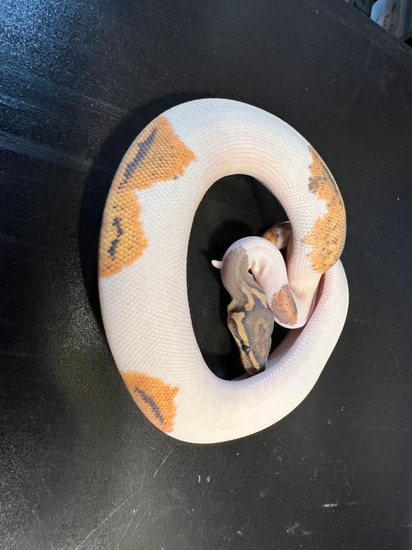 2022 Ghost Piebald Het Metal Flake 67% White Female Ball Python by ...