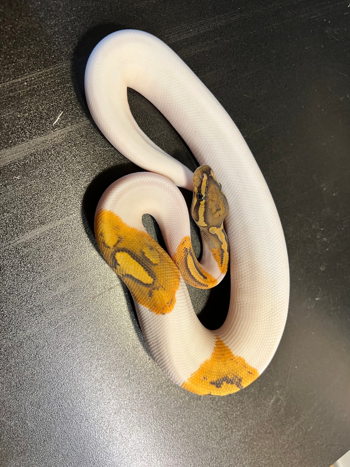 2022 Ghost Piebald Het Metal Flake Male Ball Python by Ballroom Pythons ...