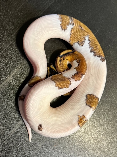 2022 Metal Flake Piebald 74% White High Flake Female Ball Python by ...