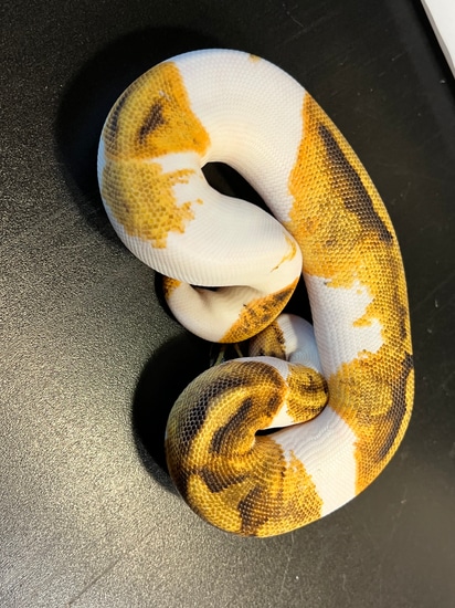 2022 Metal Flake Piebald Enchi 35% White Het Ghost Female Ball Python ...