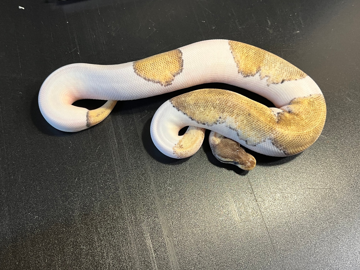 2022 Piebald Mojave Pastel Het Metal Flake 42% White Female Ball Python ...