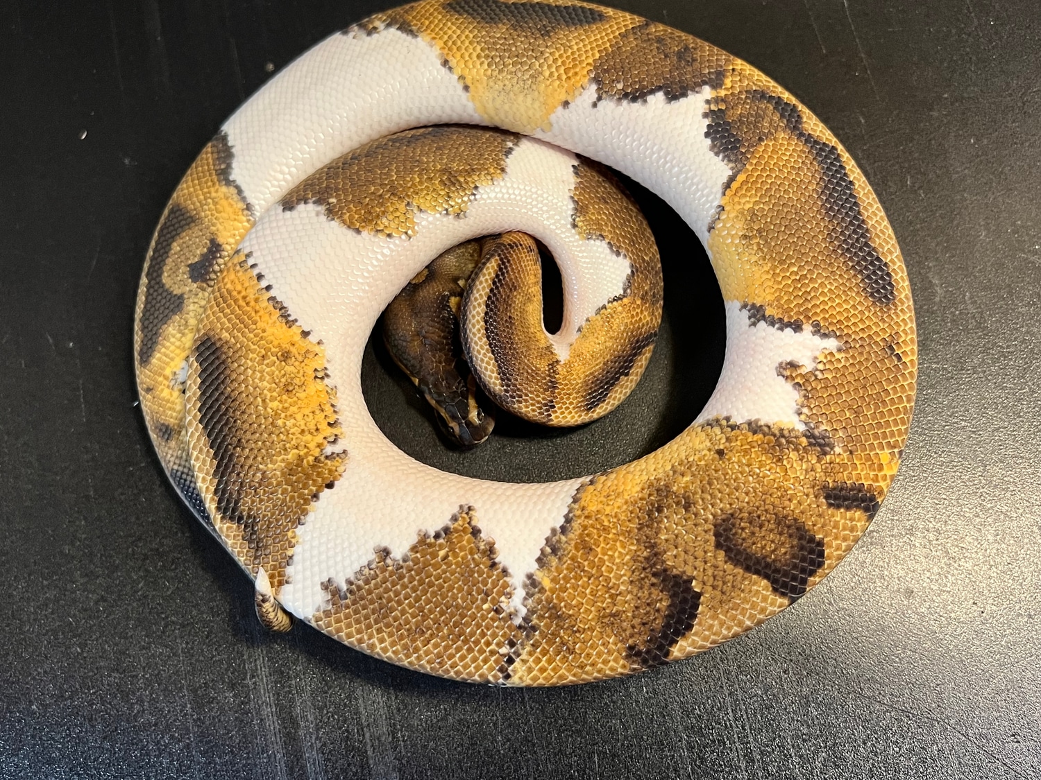 2021 Metal Flake Pied 23 % White High Expression Female Ball Python by ...