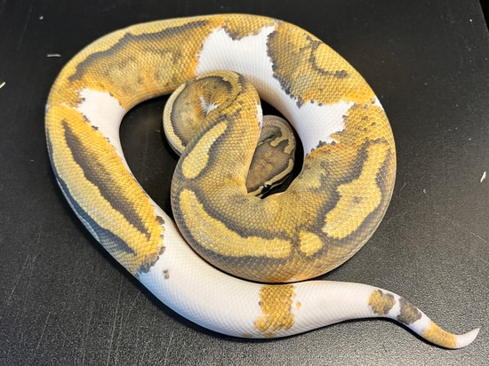 2021 Ghost Metal Flake Pied 29 % White Male Ball Python by Ballroom ...