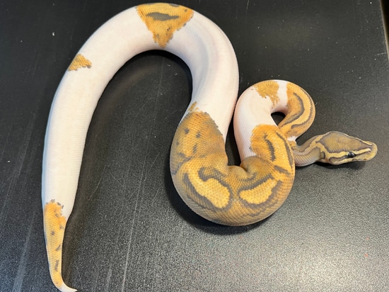 2021 Ghost Metal Flake Pied 56 % White Male Ball Python by Ballroom ...