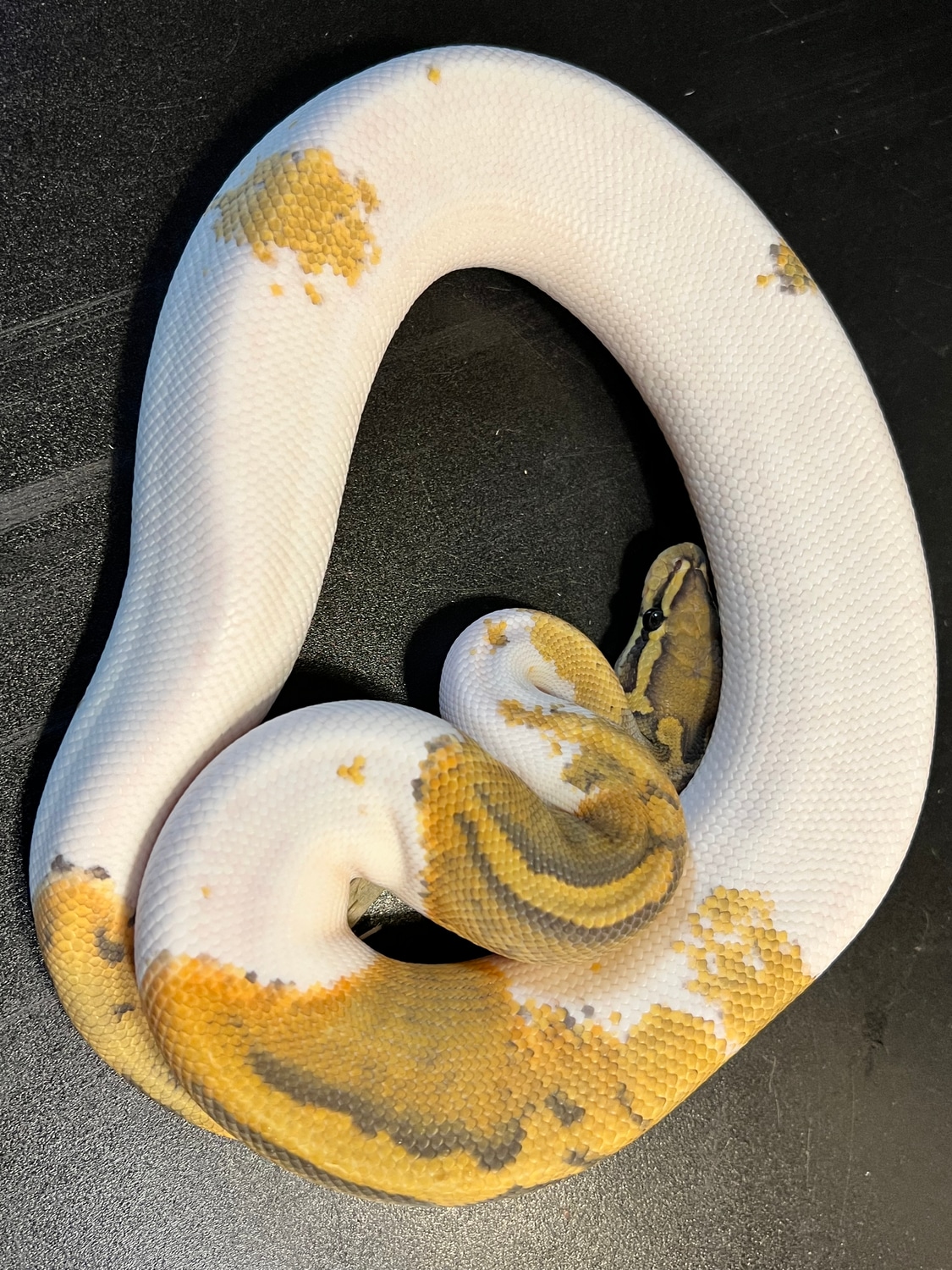 2021 Ghost Metal Flake Pied 60 % White Male Ball Python by Ballroom ...
