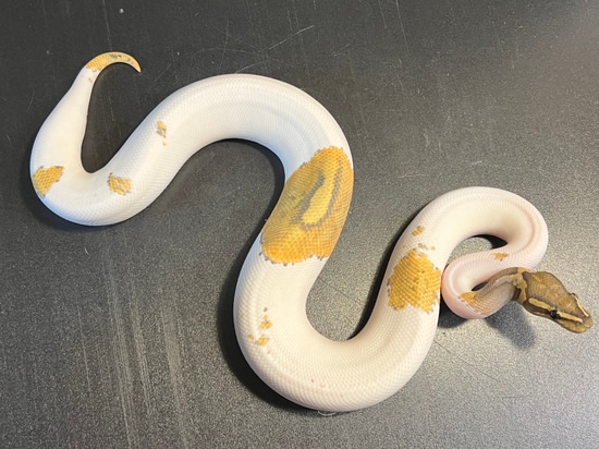 2021 Ghost Metal Flake Pied 79 % White Female Ball Python by Ballroom ...