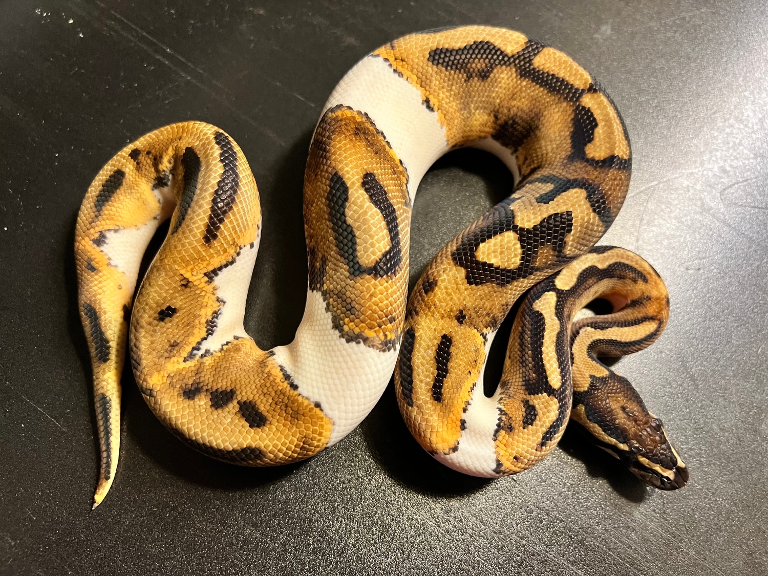 2021 Pied 22 % White Male Pattern Ball Python by Ballroom Pythons South ...