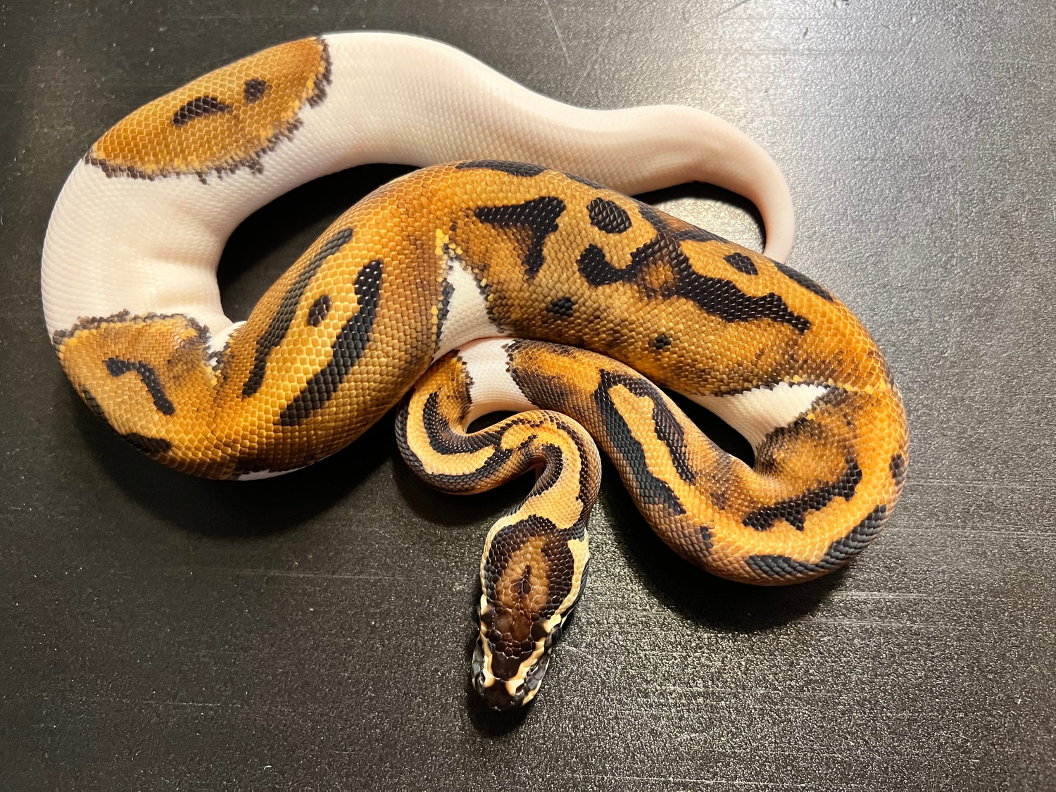 2021 Pied 27 % White Male Pattern Ball Python by Ballroom Pythons South ...