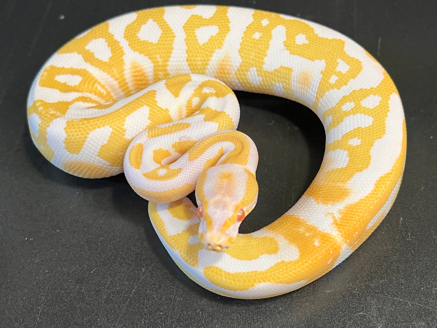 2022 Albino Leopard Super High Contrast Ringer Female Ball Python by ...