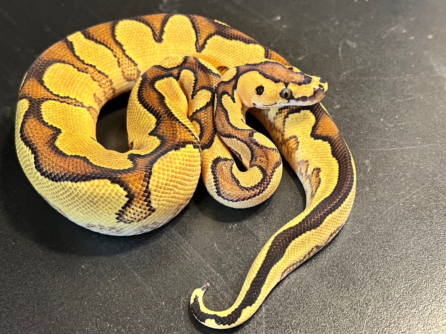 2022 Enchi Yellowbelly Clown Male Ball Python by Ballroom Pythons South MorphMarket