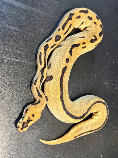 2022 Enchi Batman Clown Male Ball Python by Ballroom Pythons South