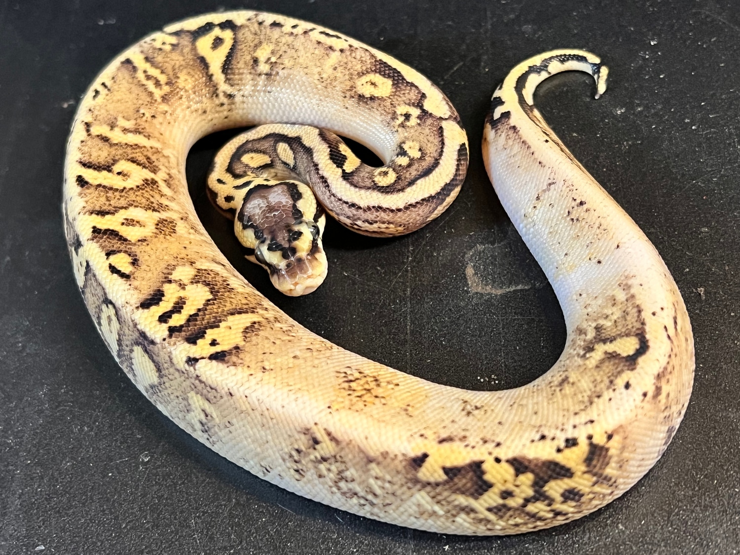 2022 Pastel Calico Yellowbelly Window Paradox Ringer Het Clown Female ...